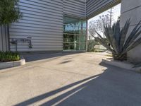 a concrete driveway with a tall blue agavet plant in front of the building