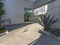 a concrete driveway with a tall blue agavet plant in front of the building