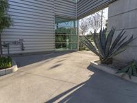 a concrete driveway with a tall blue agavet plant in front of the building