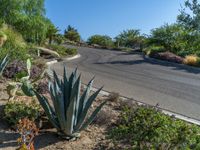 an agave plant in the middle of some dirt and bushes on a hill overlooking the road