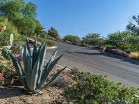 an agave plant in the middle of some dirt and bushes on a hill overlooking the road