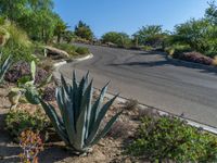 an agave plant in the middle of some dirt and bushes on a hill overlooking the road