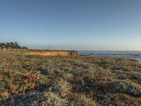 a grassy field by the shore and a cliff with rocks in the ocean in the background