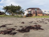 California Coastal Beach: A Beautiful Day by the Water