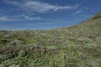 California Coastal Landscape with Open Grass Surface and Highland Vegetation