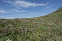 California Coastal Landscape with Open Grass Surface and Highland Vegetation