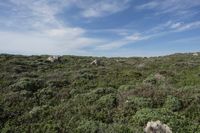 California Coastal Landscape with Open Grass Surface and Highland Vegetation