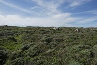 California Coastal Landscape with Open Grass Surface and Highland Vegetation