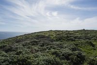 California Coastal Landscape with Open Grass Surface and Highland Vegetation