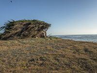 a grassy field by the shore and a cliff with rocks in the ocean in the background