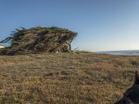 a grassy field by the shore and a cliff with rocks in the ocean in the background