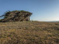 a grassy field by the shore and a cliff with rocks in the ocean in the background