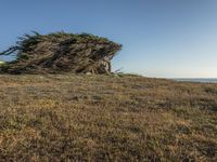 a grassy field by the shore and a cliff with rocks in the ocean in the background