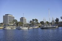 several sailboats docked in a large body of water next to skyscrapers and trees