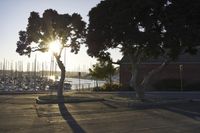 the sun is setting behind a tree in a parking lot next to a marina area and boats are docked in the distance