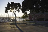 the sun is setting behind a tree in a parking lot next to a marina area and boats are docked in the distance