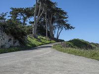 a curved road surrounded by lush green trees and rocks in the distance is an ocean