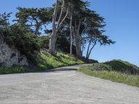 a curved road surrounded by lush green trees and rocks in the distance is an ocean