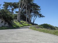 a curved road surrounded by lush green trees and rocks in the distance is an ocean