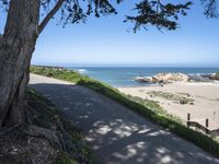 California Coastal Road with High Vegetation