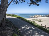 California Coastal Road Through High Vegetation