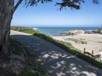 California Coastal Road with High Vegetation