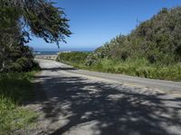 California Coastal Road with Lush Vegetation