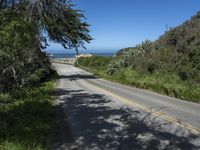 California Coastal Road with Lush Vegetation