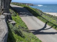 a paved road next to the ocean with large tree shadows on it and trees growing along side