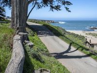 a paved road next to the ocean with large tree shadows on it and trees growing along side