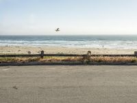 the road is empty and the car is parked near the beach near the ocean and birds in flight