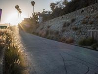 a road that is empty and has palm trees on the side of it, with the sun behind