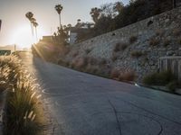 a road that is empty and has palm trees on the side of it, with the sun behind