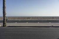 palm trees, a person, a fence and an ocean in the background in front of a street