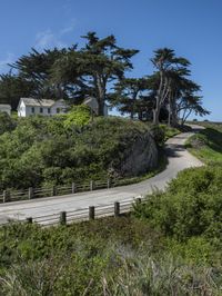 a long winding country road runs between two big trees with a building on a hill behind it