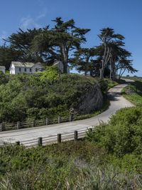 a long winding country road runs between two big trees with a building on a hill behind it