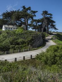 a long winding country road runs between two big trees with a building on a hill behind it