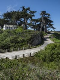 a long winding country road runs between two big trees with a building on a hill behind it