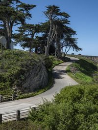 a long winding country road runs between two big trees with a building on a hill behind it