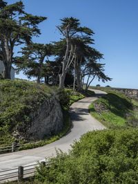 a long winding country road runs between two big trees with a building on a hill behind it