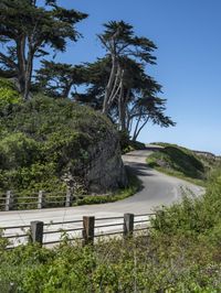 a long winding country road runs between two big trees with a building on a hill behind it