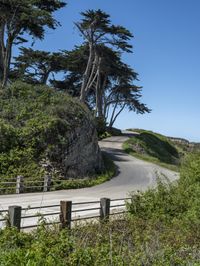 a long winding country road runs between two big trees with a building on a hill behind it