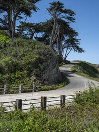 a long winding country road runs between two big trees with a building on a hill behind it