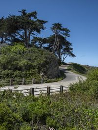 a long winding country road runs between two big trees with a building on a hill behind it