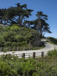 a long winding country road runs between two big trees with a building on a hill behind it