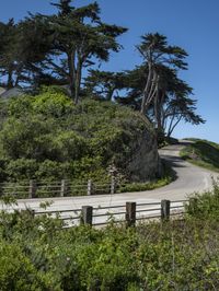 a long winding country road runs between two big trees with a building on a hill behind it