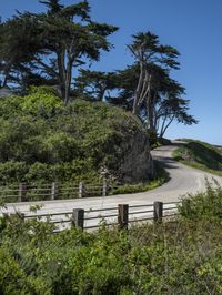 a long winding country road runs between two big trees with a building on a hill behind it