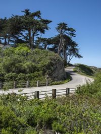 a long winding country road runs between two big trees with a building on a hill behind it