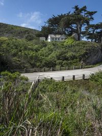 a long winding country road runs between two big trees with a building on a hill behind it