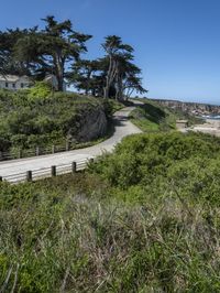 a long winding country road runs between two big trees with a building on a hill behind it